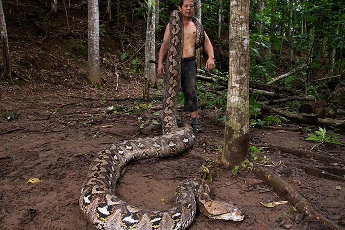 sulawesi-conservationist-and-licensed-snake-handler-with-ibu-baron-longest-measured-wild-snake