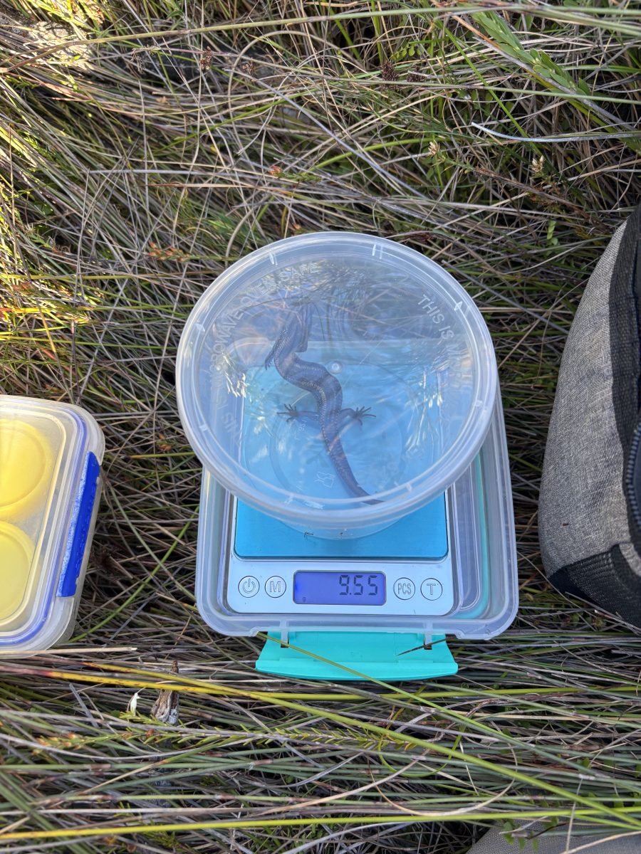 A small reptile in a clear container on a scale, showing its weight at 9.55g