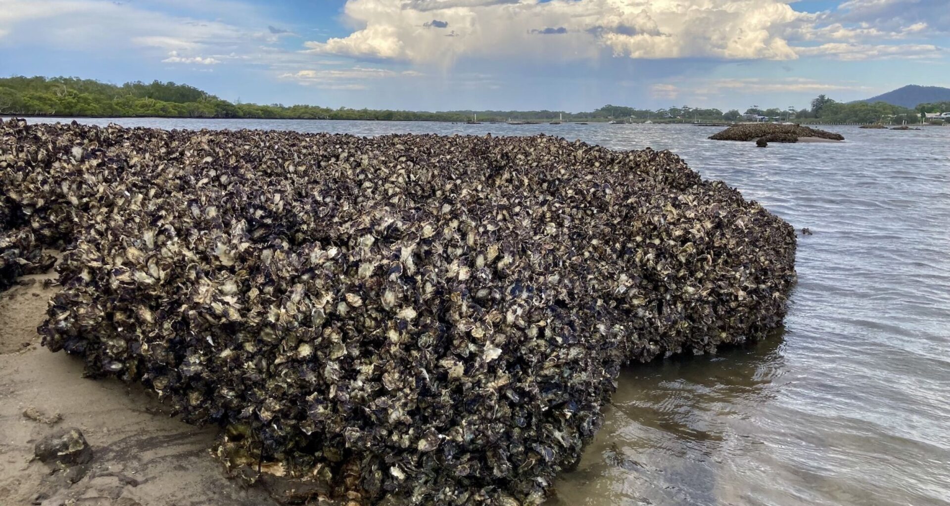 Oyster reef restoration could protect coastlines from erosion