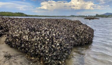 Oyster reef restoration could protect coastlines from erosion