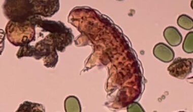 Water Bears Show Potential for Martian Resource Protection