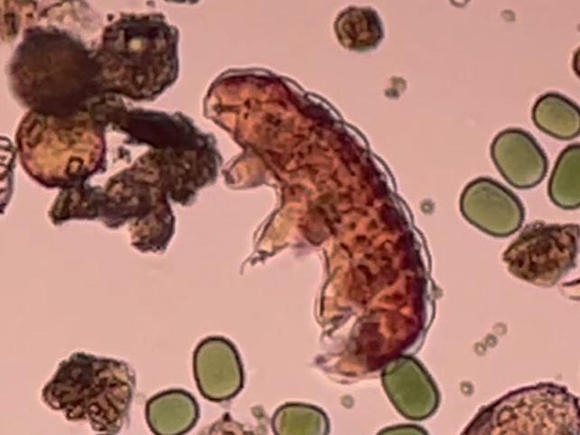 Water Bears Show Potential for Martian Resource Protection