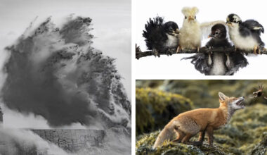 See the Winners of the Society of Photographers Competition 2025