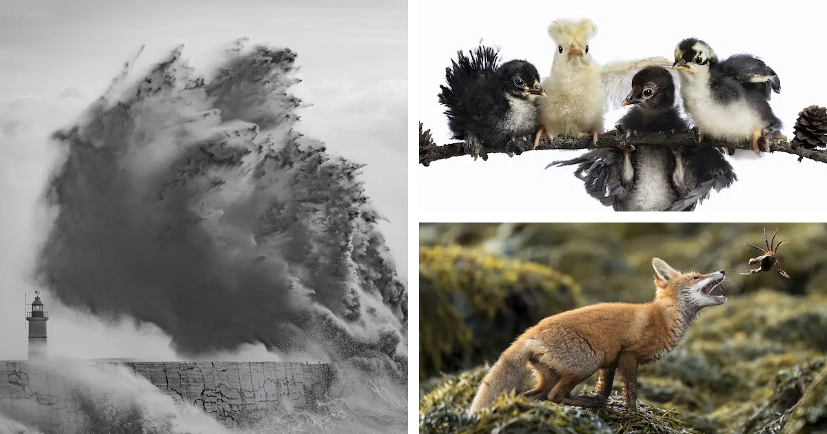 See the Winners of the Society of Photographers Competition 2025