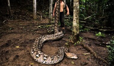 This 23-foot python is the longest wild snake ever measured