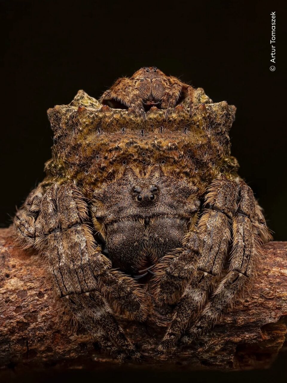 Tomaszek Couples Camouflage