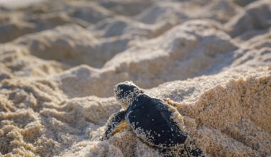 Thousands of baby turtles hatching out on FNQ beaches