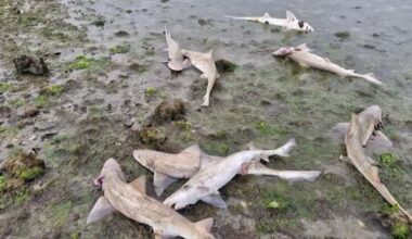 'Distressing' discovery as 23 dead sharks dumped in Porirua Harbour