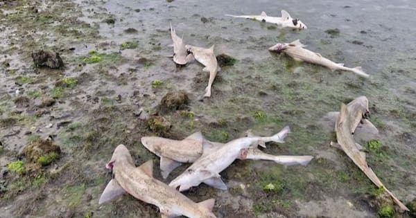 'Distressing' discovery as 23 dead sharks dumped in Porirua Harbour