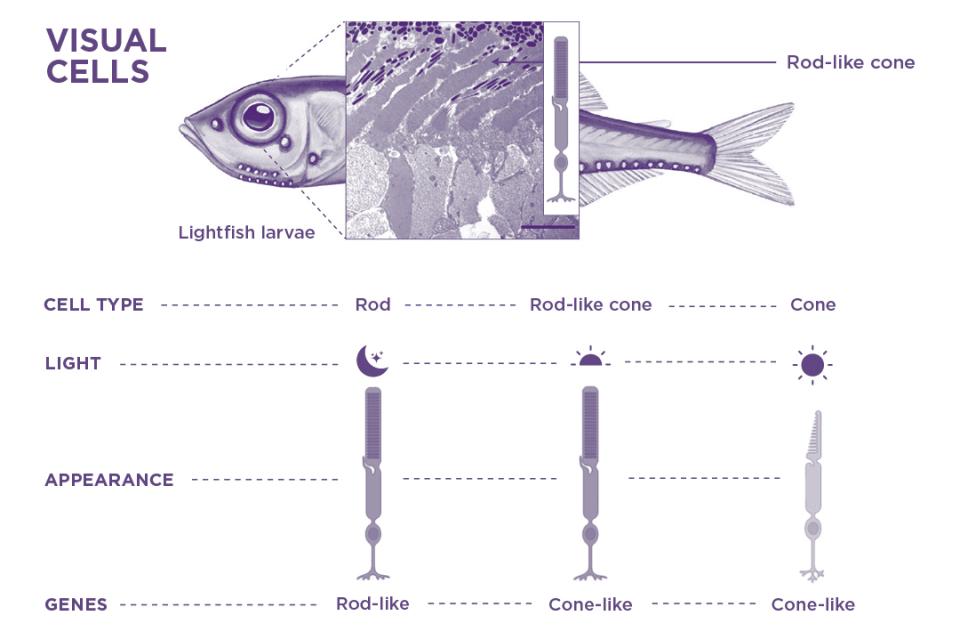 a drawing of a fish with