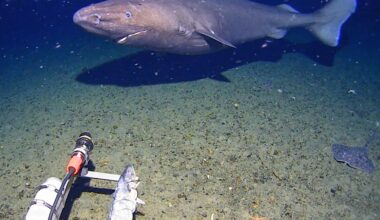 Surprise shark caught on camera for first time in Antarctica's near-freezing deep : NPR
