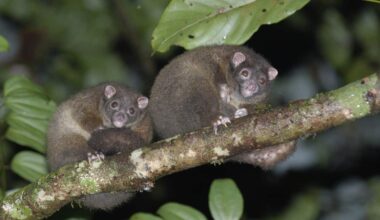 Two possums at nighttime on a tree branch.