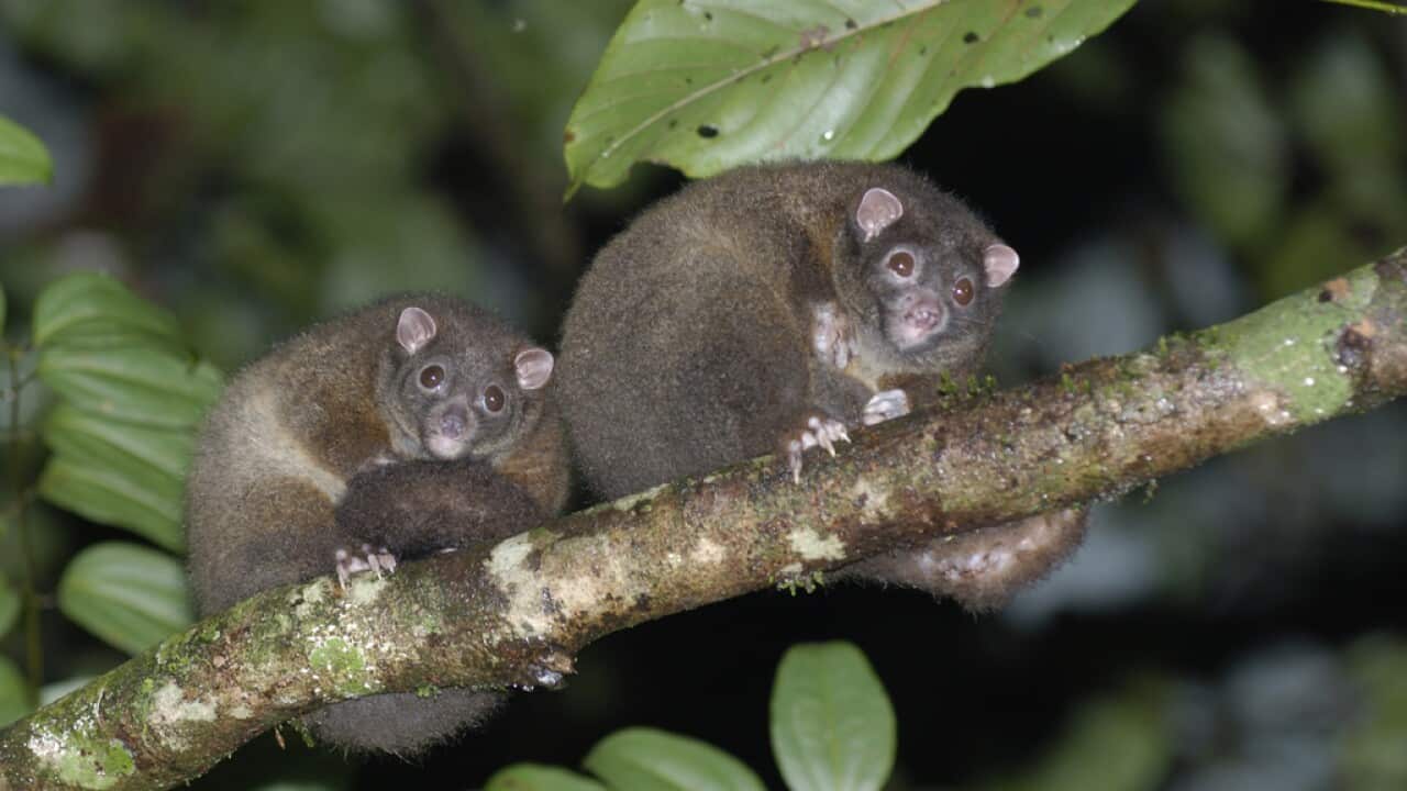 Two possums at nighttime on a tree branch.