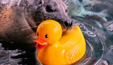 Hugging a rubber duck is training for a harbor seal at Boston aquarium