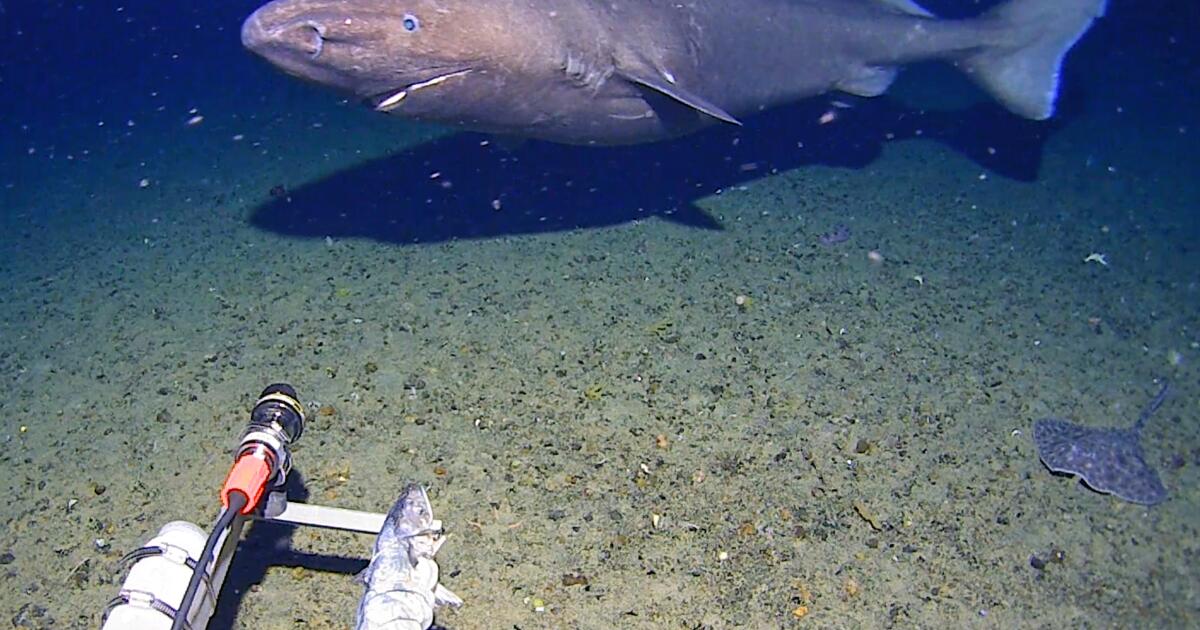 Surprise shark caught on camera for first time in Antarctica’s near-freezing deep