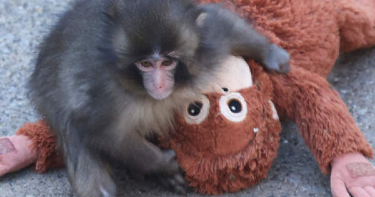 Punch the monkey may have been abandoned by his peers, but he found a place in our hearts