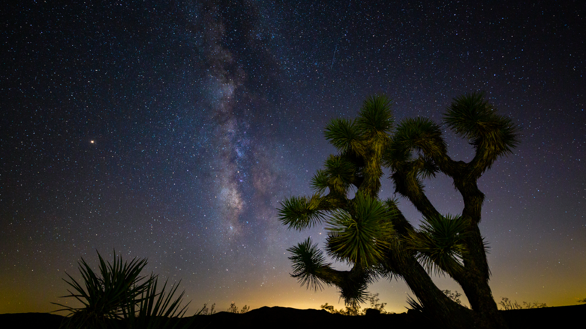 A bushy desert tree and spiky plant are silhouetted against a dark blue night sky with a glowing strip of the Milky Way in the center of the image
