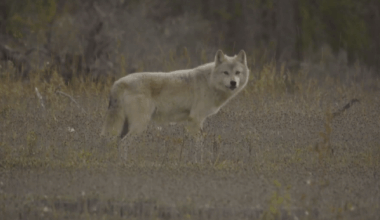 B.C. First Nation opposes cull on its territory after footage of ‘Judas’ wolf