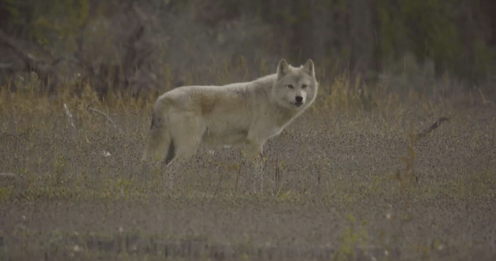 B.C. First Nation opposes cull on its territory after footage of ‘Judas’ wolf