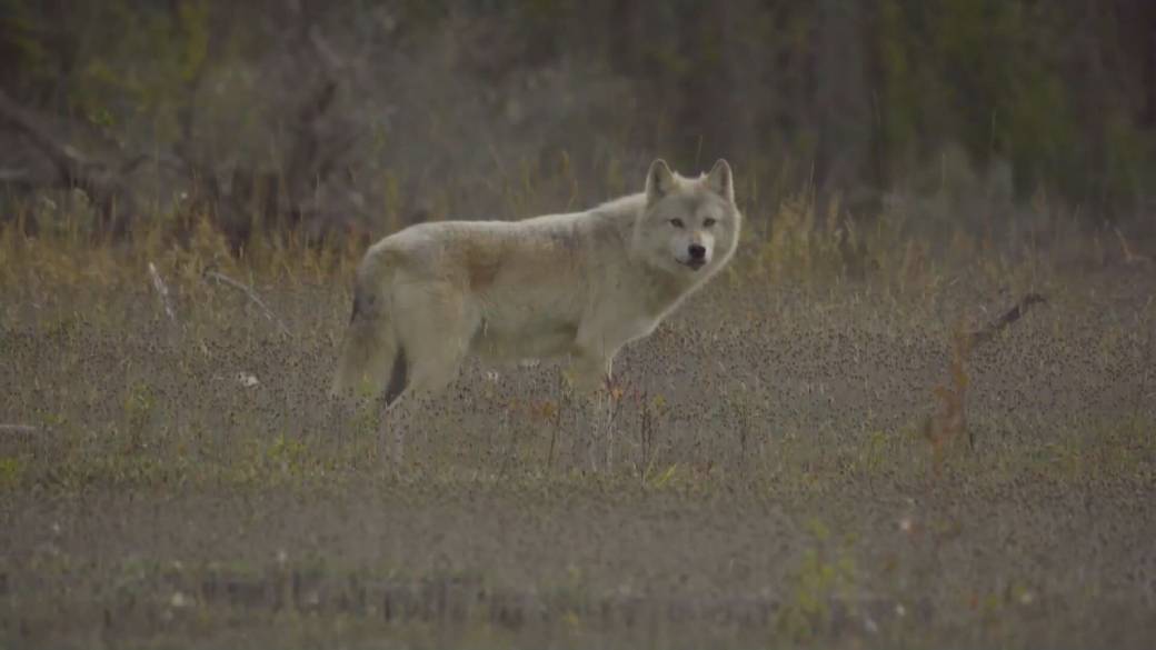 Click to play video: 'B.C. First Nation comes out against government wolf kill'