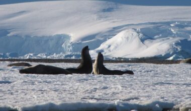 Worst-Case Climate Scenario Would Irreversibly Damage Antarctica, Scientists Warn