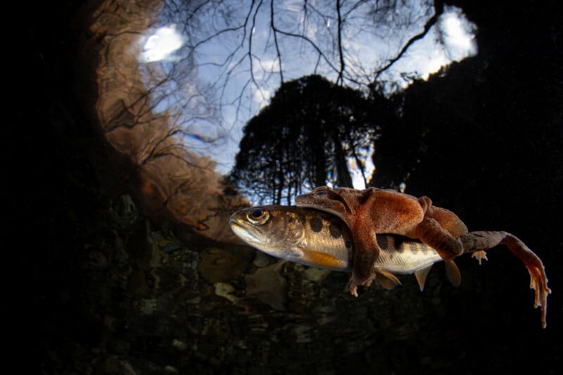 A frog clings to the back of a fish swimming underwater, with a circular view of treetops and sky visible above the water’s surface.