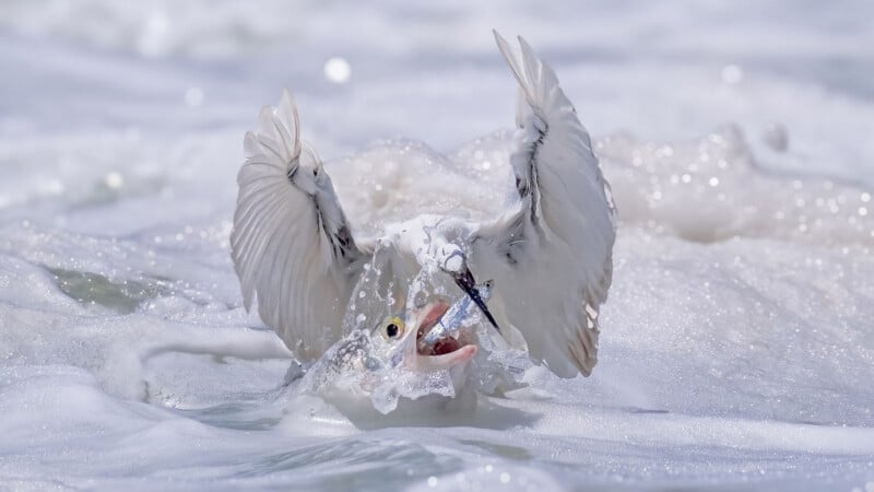A white bird with wings raised struggles in foamy water while catching a fish in its beak, with water splashing around its head.