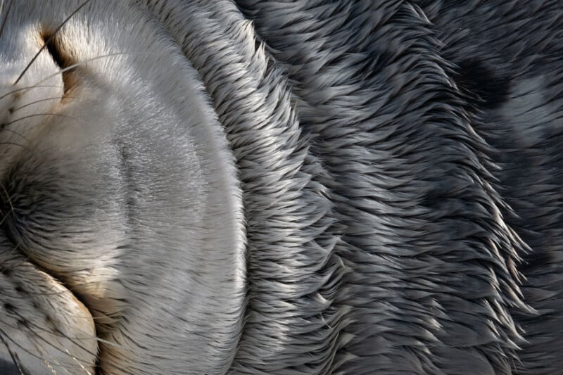 Close-up of the textured, silvery-grey fur and whiskers on the face of a seal, showing intricate patterns and layers of fur in natural light.