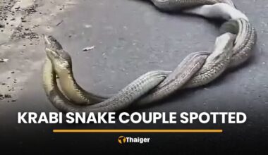 Photo of Chattarin Siradakul