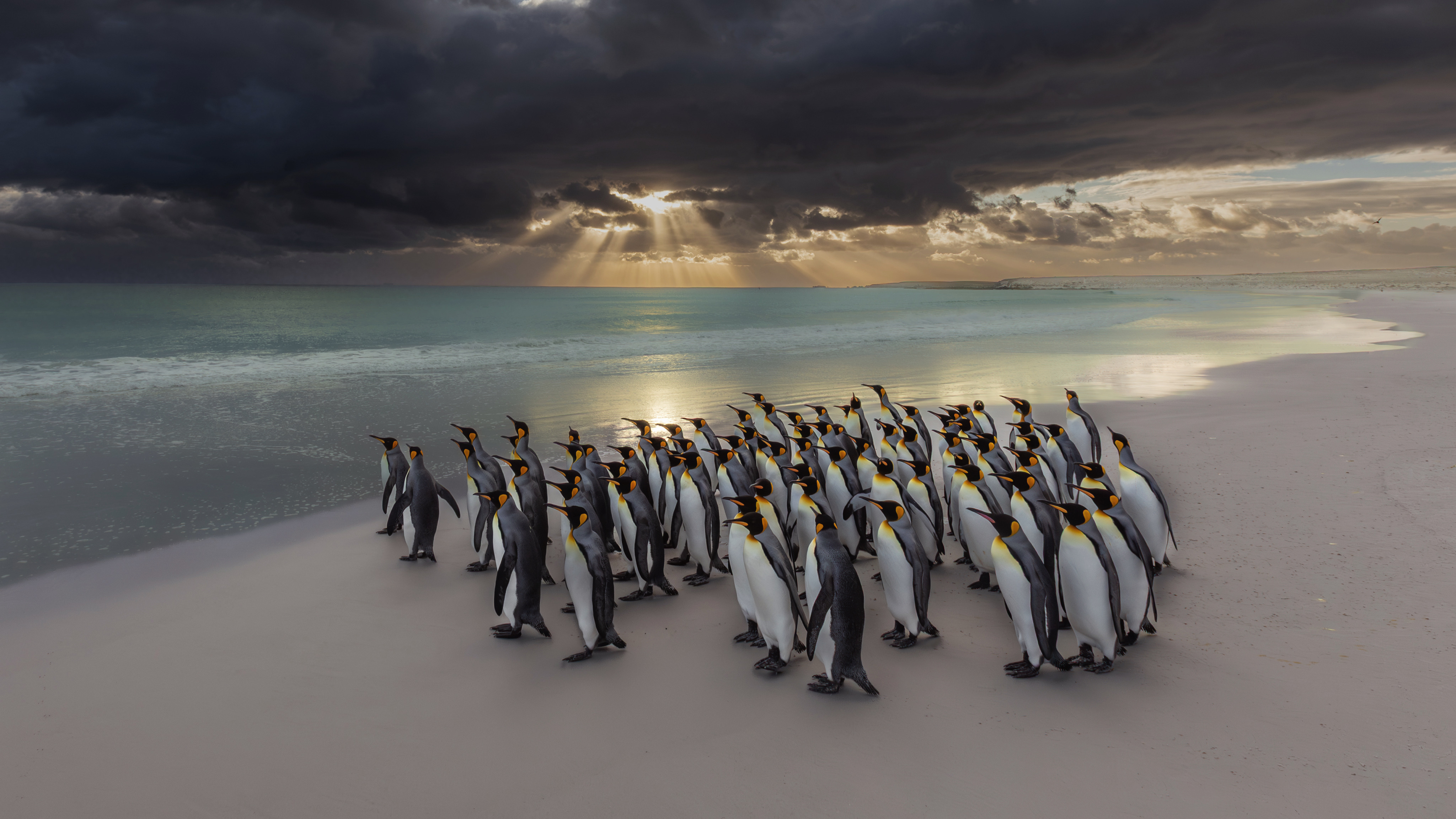 A large group of king penguins gathered on a sandy beach under a dramatic sky with sun rays breaking through heavy clouds, looking out at the turquoise sea.