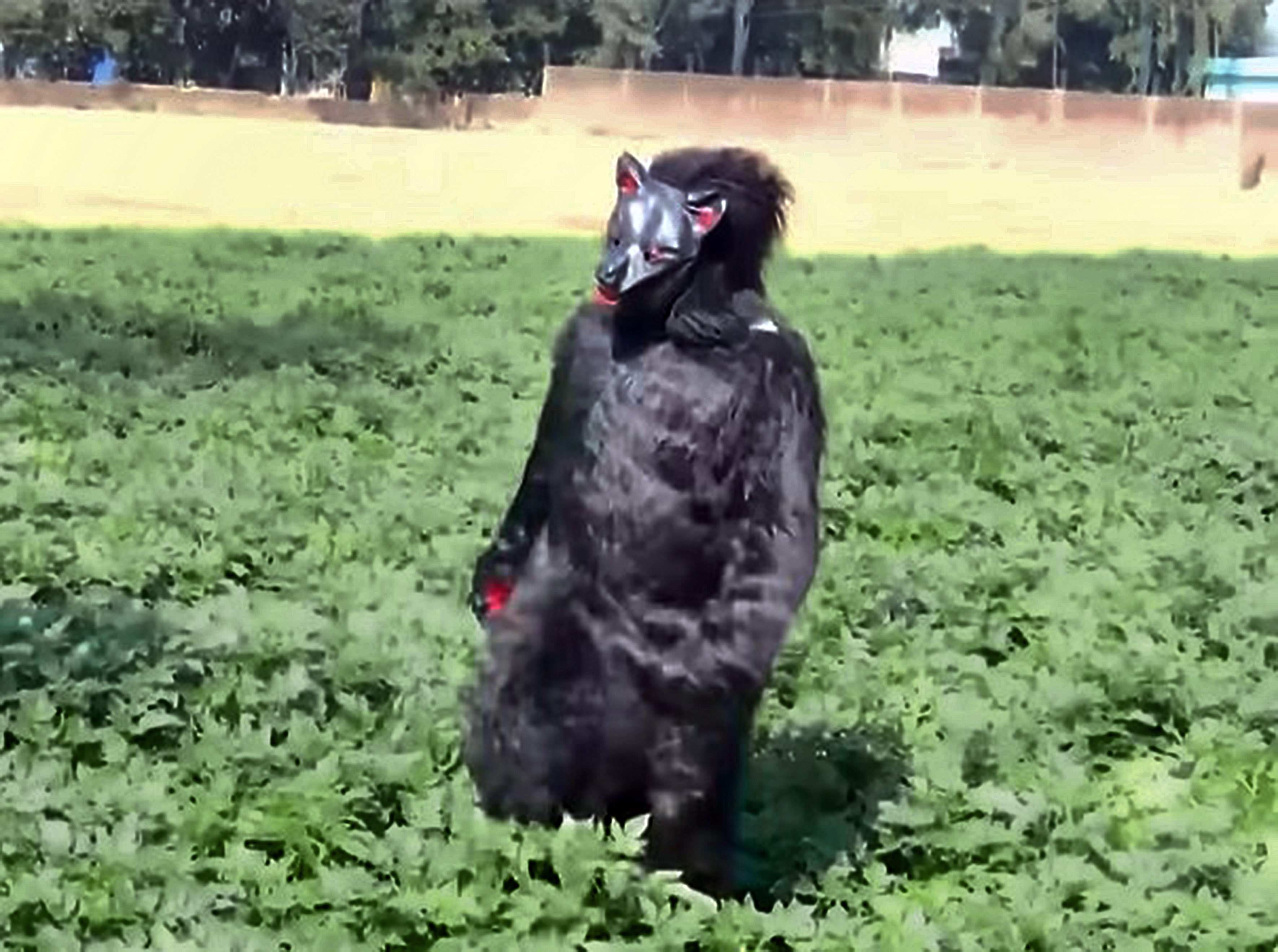 A farmer in a black bear costume with a dark face mask stands in a green field.