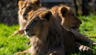 Endangered lion cubs and young rhino to leave Fota park
