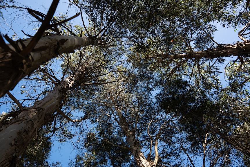 Tall white gums rising into the blue sky