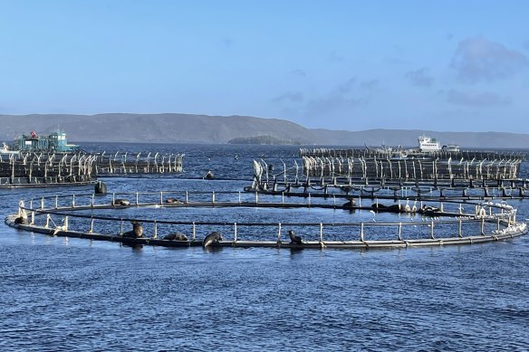 The Albanese government passed special legislation to protect salmon farming in Macquarie Harbour.