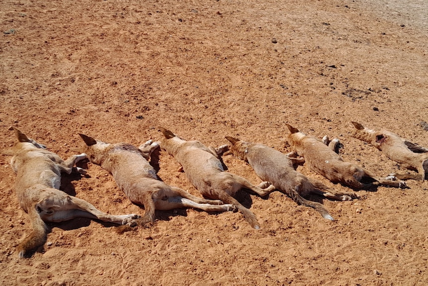 Six wild dogs lie dead on an empty field of orange dirt.