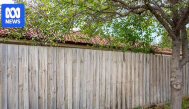 Can you ask a neighbour to remove or trim a large tree for safety or other concerns?