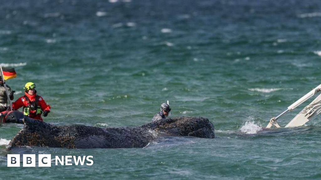 Rescuers attempt to save stranded humpback whale off German coast - BBC