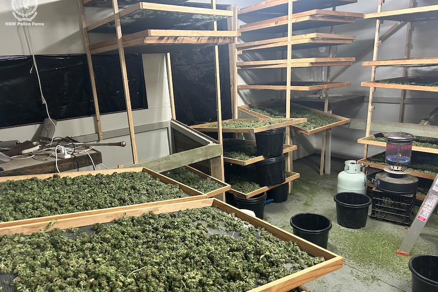 A shed full of drying trays with cannabis plant on them