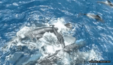 whale family lifts newborn for its first breath