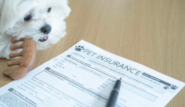 Zurich teams with Honey to offer pet insurance in Australia