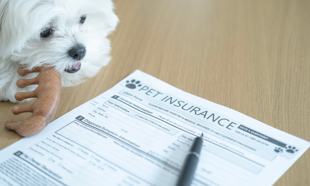 Zurich teams with Honey to offer pet insurance in Australia