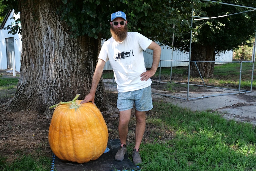 A tall man in a white shirt standing/leaning next to a big pumpkin