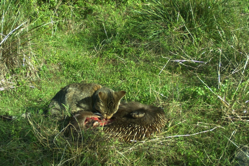 A feral cat eating a dead echidna in a grassy patch 