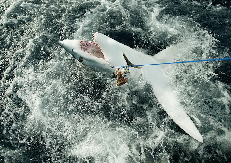 A mako shark on the end of a line at Sydney Harbour.