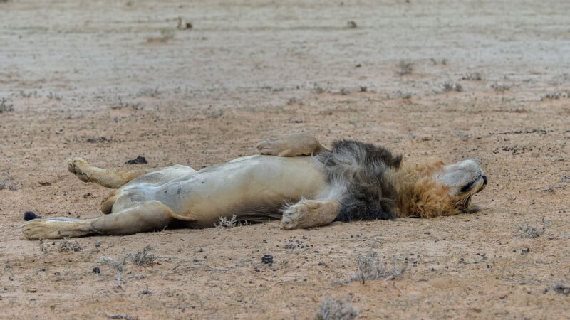 A male lion lies on its back with legs stretched out on dry, sandy ground, appearing relaxed or sleeping in a barren, arid landscape.