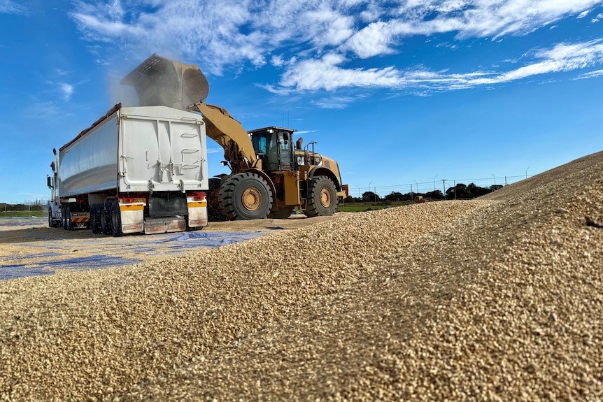 A yellow loader tips a bucket of wheat into a white truck.