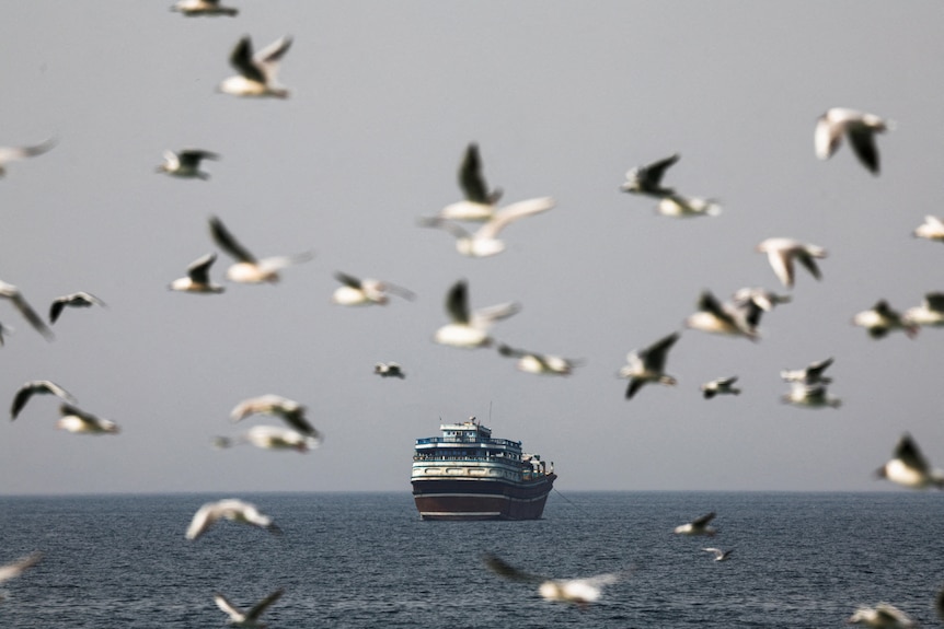 Birds fly near a boat in the Strait of Hormuz