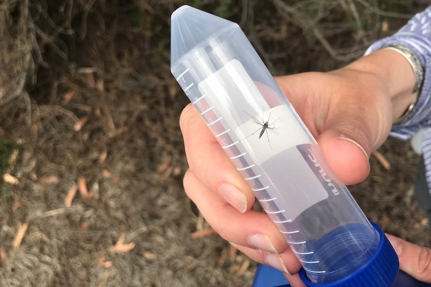 A mosquito captured in a plastic tube.