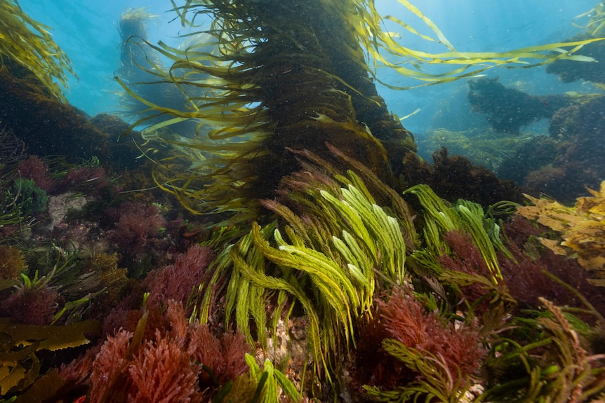 An underwater shot of colourful seaweed. 