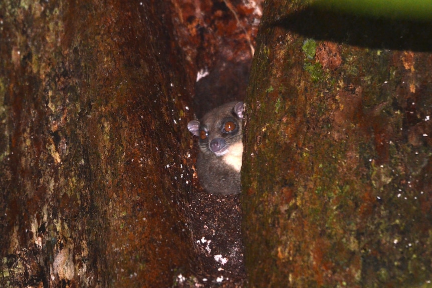 A greyish furred possum head and shoulder with white neck fur peering out from tree fork at night.